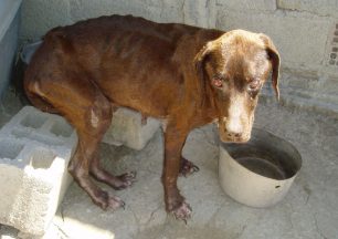 Κεφαλλονιά: Οι τουρίστες βρήκαν τα σκυλιά που βασανίζει ο συλλέκτης στα Δελλαπορτάτα